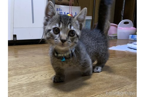 成約済の千葉県のマンチカン-90659の8枚目